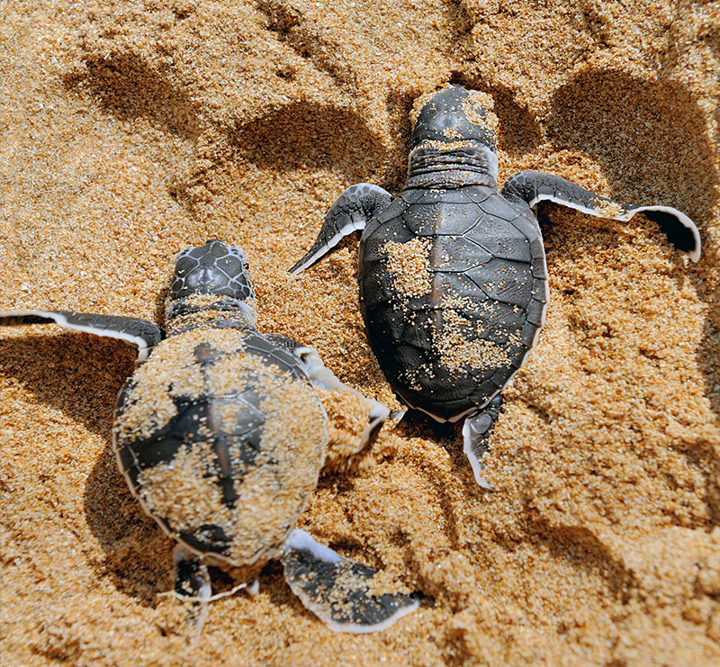 Turtle Nesting Sites