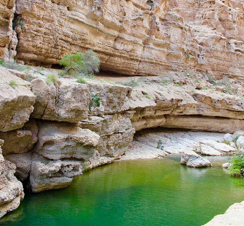 Wadi Shab’s Flora and Fauna